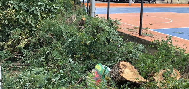 Alberi abbattuti a Piazza Brindisi - continuano gli effetti del censimento "verde"