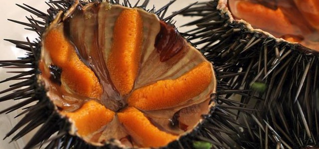 Pesca illegale di ricci di mare, denunciato