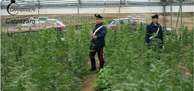 Seimila piante di cannabis in azienda agricola, tre arresti nel Catanzarese