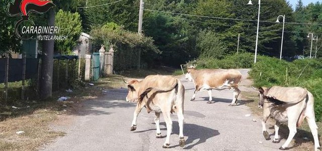 Pascolo abusivo di bovini, denunciato 38enne