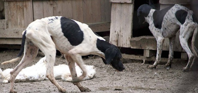 Movimento Animalista denuncia: "Cani e gatti uccisi con bocconi di veleno per topi a Squillace Lido"