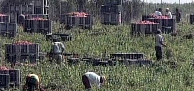 Sfruttava cittadino straniero nella sua azienda agricola, denunciato