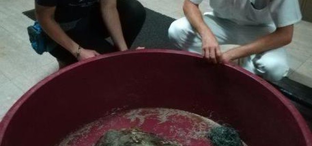 Tartaruga marina soccorsa nel reggino
