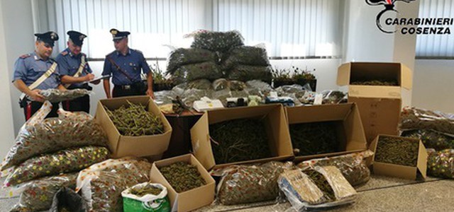 In casa circa due quintali di marijuana, arrestato