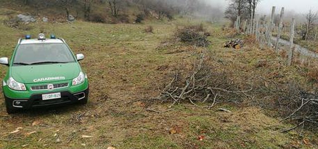 Furto alberi demanio comunale, tre indagati