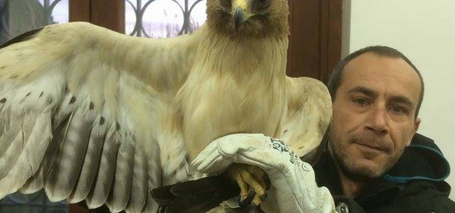 WWF: aquila presa a fucilate, gravi atti di bracconaggio