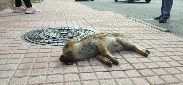 Cucciolo di cinghiale trovato morto in centro a Lamezia