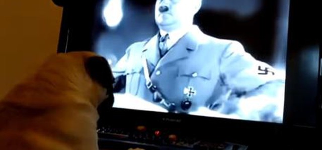 Gb: insegna saluto nazi al cane, condanna per crimine d'odio
