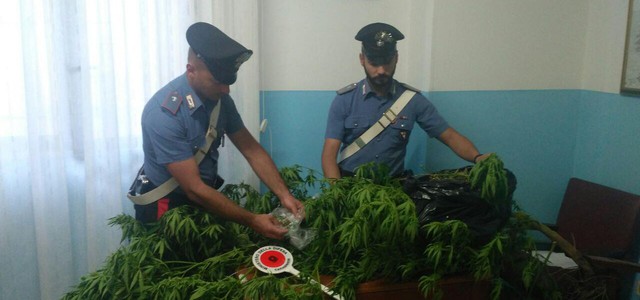 Blitz antidroga, scoperta marijuana e tre piante