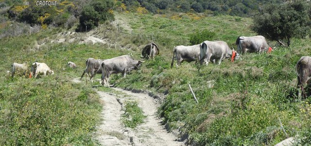 Sbarrano strade comunali per far transitare più facilmente il pascolo, tre denunce