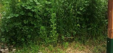 Celia: "Completo abbandono ed assoluto degrado ai giardini dei frutti antichi"