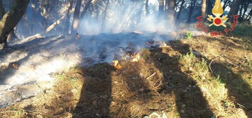 Incendio in pineta in prossimità di Cooperativa