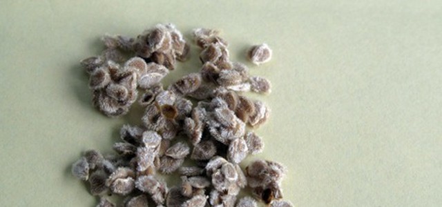 Al via progetto “Custodire Semi antichi Calabresi”