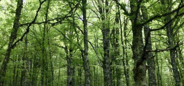 Psr, in arrivo 14 milioni per la valorizzazione del patrimonio forestale