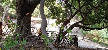 Rotundo: Villa Margherita sempre più nel degrado