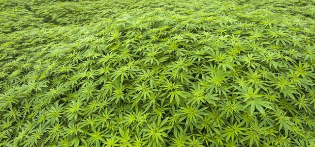 Coltivazione marijuana, disposto obbligo di dimora per i tre giovani rossanesi 