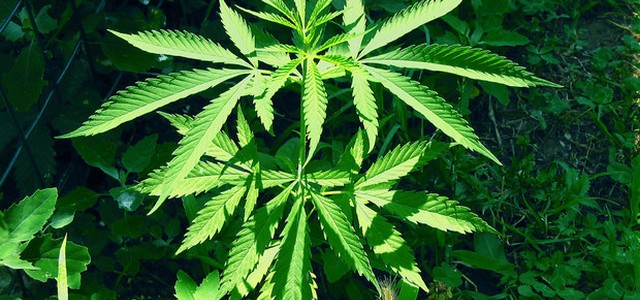 Camera, ok proposta legge su uso medico Cannabis, va al Senato
