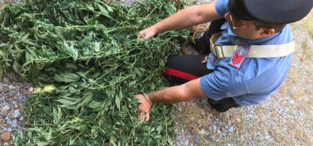Scoperta piantagione marijuana