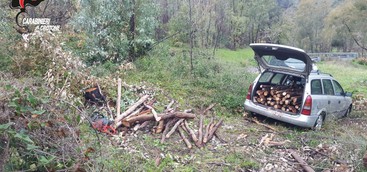 Taglia alberi di eucalipto, arrestato 41enne