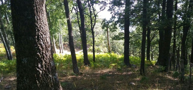 Denunciato un uomo per abbattimento e furto di alberi nel crotonese. Sequestrato il legname