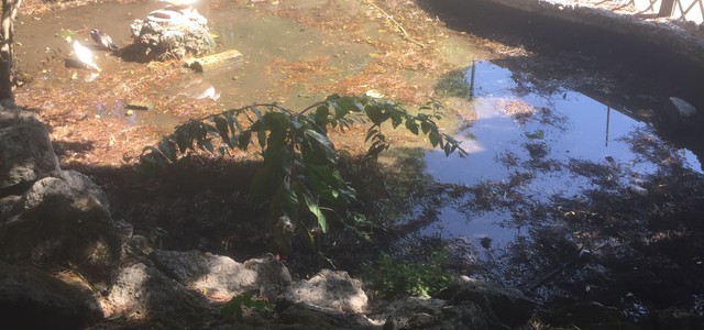 Mungo: avviata pulizia e derattizzazione vasche villa Margherita