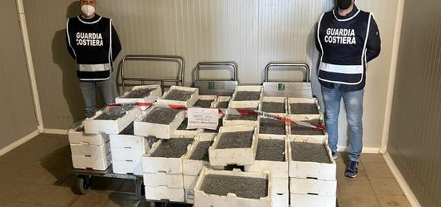 Corigliano-Rossano, 4 quintali di 'bianchetto' sequestrati e multe da 35 mila euro