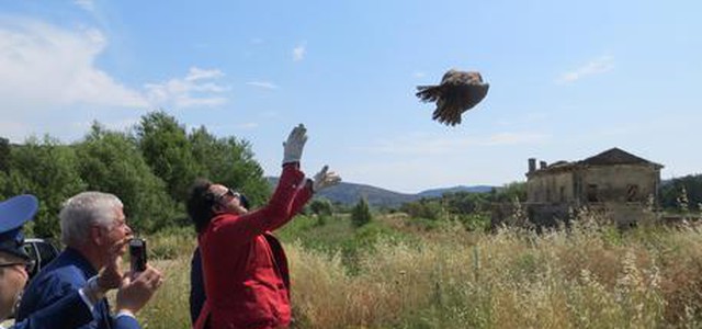 Liberato falco curato nel Cras di Rende