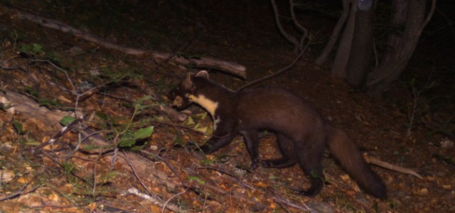 Parco Aspromonte: la Martora “catturata” dalle fototrappole