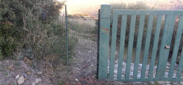 CASTIGLIONE DI PALUDI: CACCIATORI ED ANIMALI PRESENTI