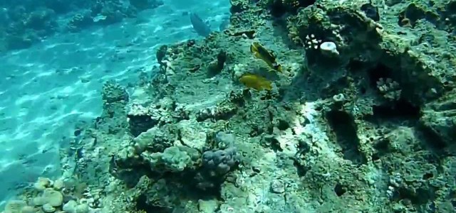 Arpacal: "Un paradiso di specie sottomarine popola i fondali della Calabria"