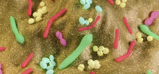 Isolato nell'intestino un batterio che 'cura' la sclerosi multipla