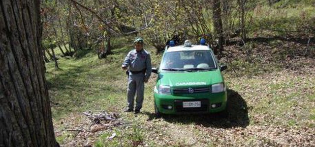 Tagliano abusivamente 2.600 alberi, due denunce