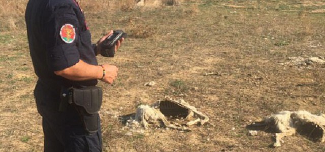 Rinvenute in un terreno 20 carcasse di ovini a Crotone