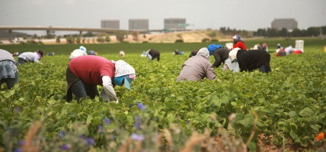 Caporalato: scoperti 8 lavoratori in nero, sanzionate aziende agricole