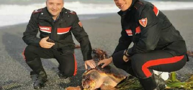 Tartaruga Caretta Caretta salvata dai carabinieri a Scalea