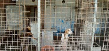 Scoperto allevamento di cani illegale nel Crotonese (FOTO)