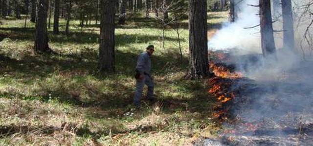 Brucia rifiuti e provoca incendio in un bosco