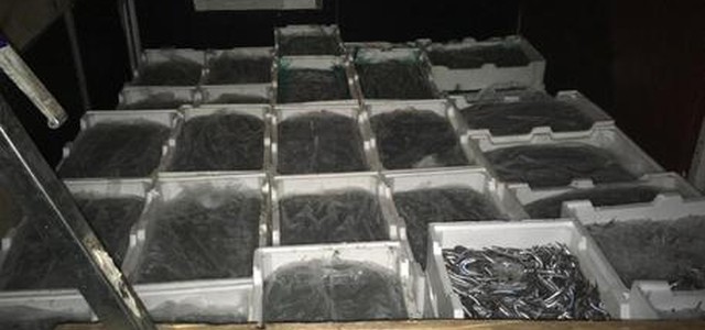 Sequestrati oltre 1600 chili di prodotti ittici