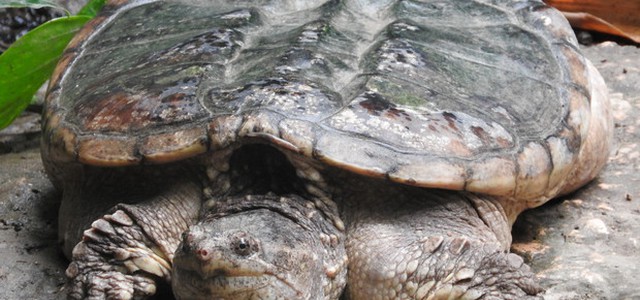 Trovate due pericolose tartarughe 'azzannatrici'
