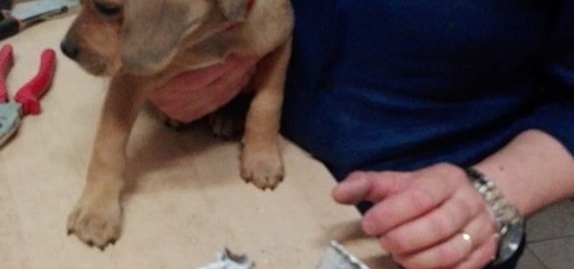 Cucciolo "liberato" dai Vigili del Fuoco