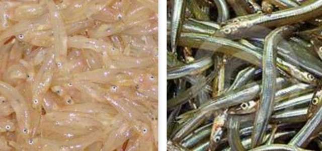 Autorizzata la pesca sperimentale del rossetto e del cicerello