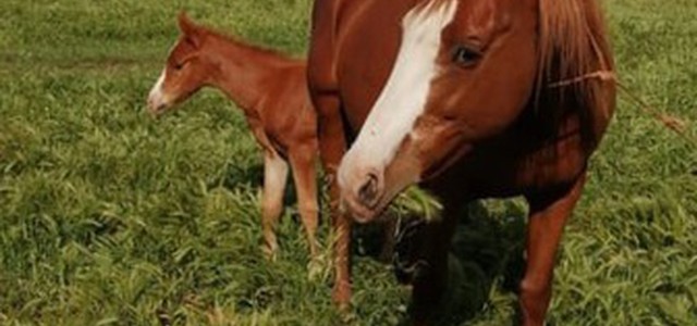 Furto di cavalli a Zungri, si sospetta di una banda
