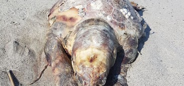 Carcassa di tartaruga marina rinvenuta in spiaggia a Catanzaro