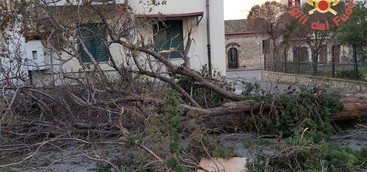 Maltempo a Catanzaro, oltre 200 chiamate ai vigili del fuoco: sgomberata casa per caduta albero