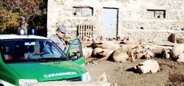 Suini allevati senza rispettare le norme, oltre diecimila euro di sanzione ad azienda