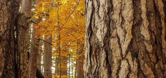 Appuntamento FAI con il "foliage" dei Giganti della Sila