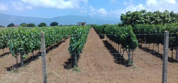 Coldiretti: Calabria vendemmia in corso di svolgimento
