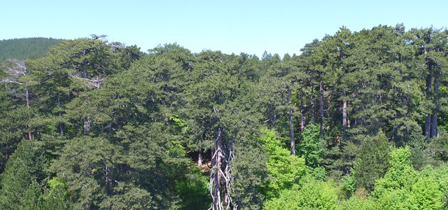 EARTHDAY , giornata mondiale della Terra. I Giganti della Sila aprono le porte per Pasqua.