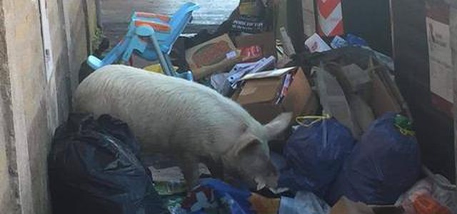 Meloni posta foto maiale tra cassonetti