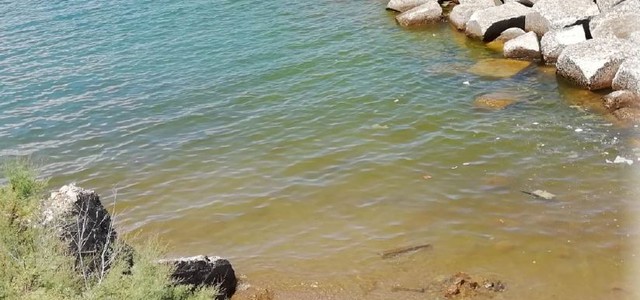 Acque Costiere: Fioritura algale a Pizzo, Arpacal scrive alla Capitaneria di Porto